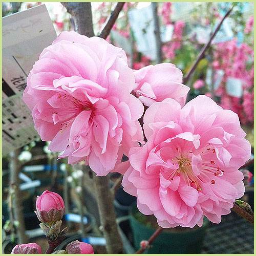 花梅（ウメ）・花桃（モモ）の花木（苗木）の販売店