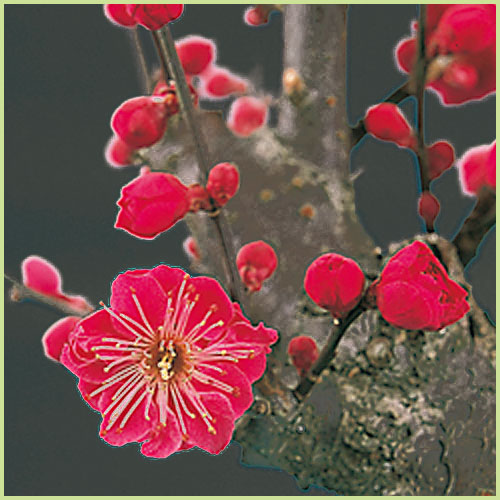 花育通販】花梅の苗木鹿児島紅梅を販売