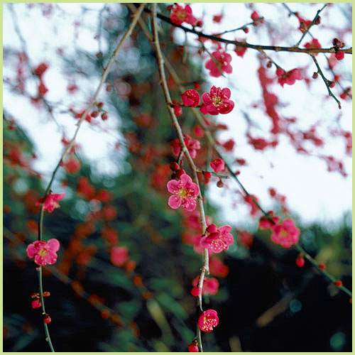 花育通販】花梅の苗木しだれ梅（赤花）を販売