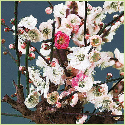 花育通販】花梅の苗木思いのまま（咲き分け）を販売