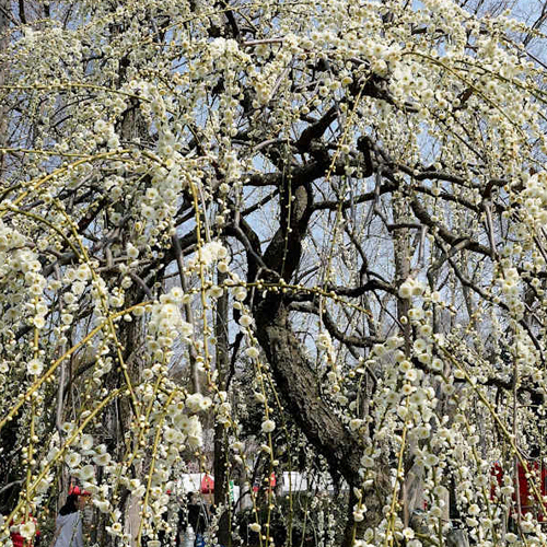 花梅苗木販売店【花育通販】枝垂れ（しだれ）梅（白花）を販売