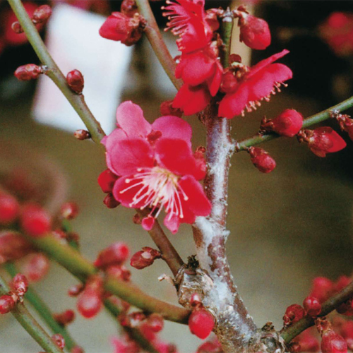 花梅「紅千鳥」の苗木を販売【花育通販】