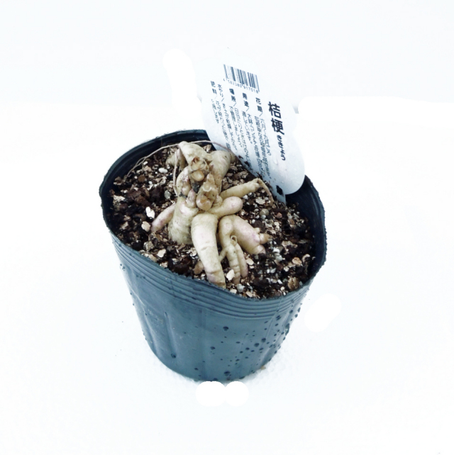 秋の七草なら【花育通販】 桔梗（キキョウ）の苗を販売