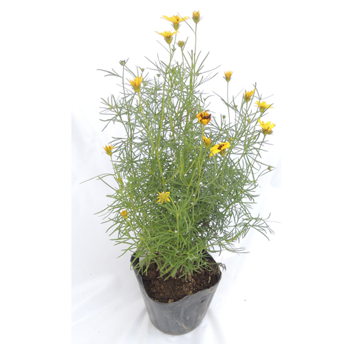 宿根草・多年草販売店【花育通販】糸葉ハルシャギクの苗を販売