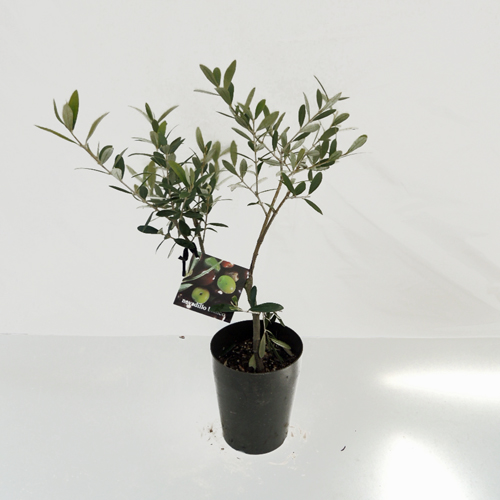 オリーブの苗をｊ販売【花育通販】