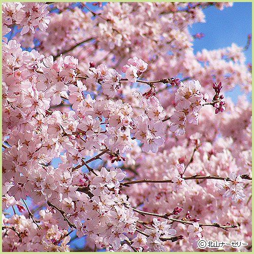 桜（サクラ・さくら）の苗木を販売