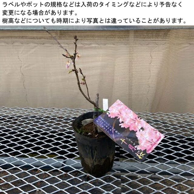 桜（サクラ・さくら）の苗木「十月桜」