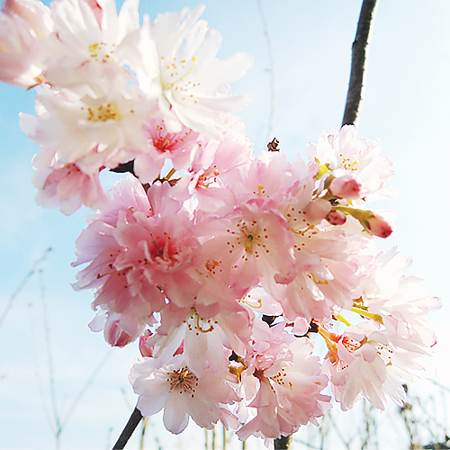 桜（サクラ・さくら）の苗木を販売