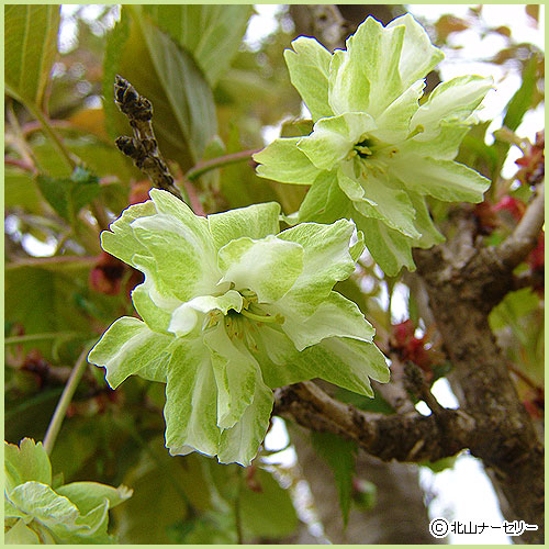 802PRODUCTS シェード ステンドグラス （御衣黄桜/緑桜） SAKURAシェード YUSAKURA（ 夕桜・ヴィンテージアンバー