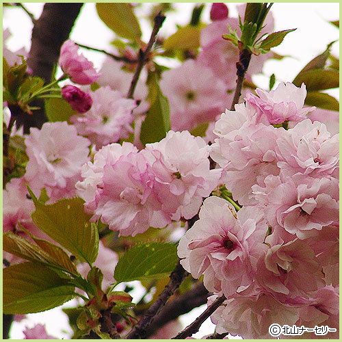 袈風(短寸1把 紙箱) | 香老舗 薫玉堂オンラインストア