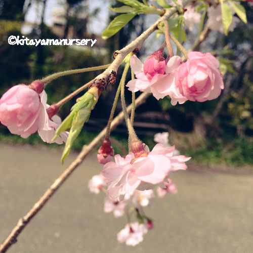 桜（サクラ・さくら）の苗木を販売