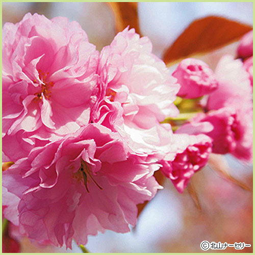 八重桜（サクラ・さくら）の苗木関山（カンザン）桜を販売【花育通販】