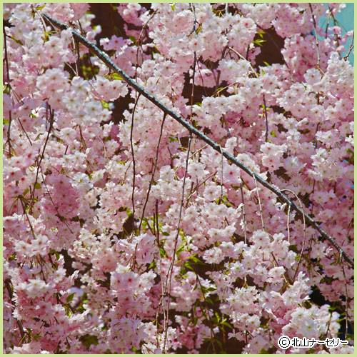 桜（サクラ・さくら）の苗木を販売