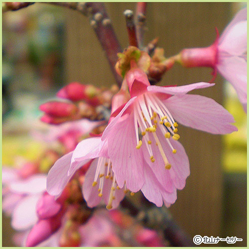桜（サクラ・さくら）の苗木を販売