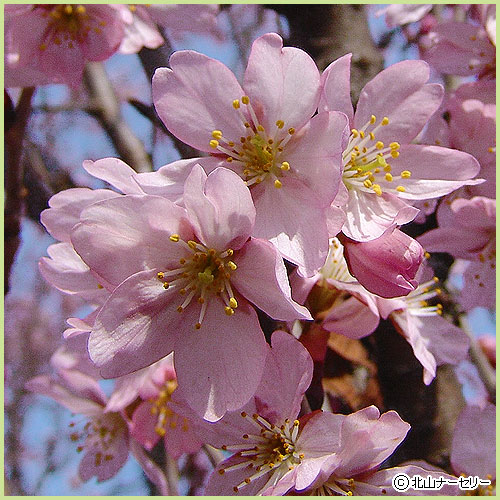 桜（サクラ・さくら）の苗木を販売