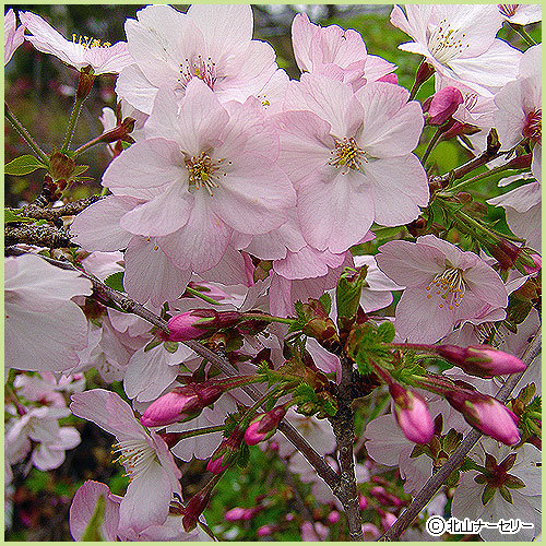 桜 徳島県】蜂須賀桜が美しい春の徳島中央公園を紹介！ | Akio Miki