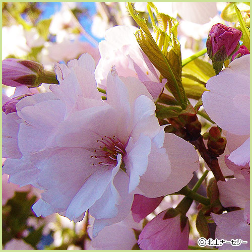 桜（サクラ・さくら）の苗木を販売