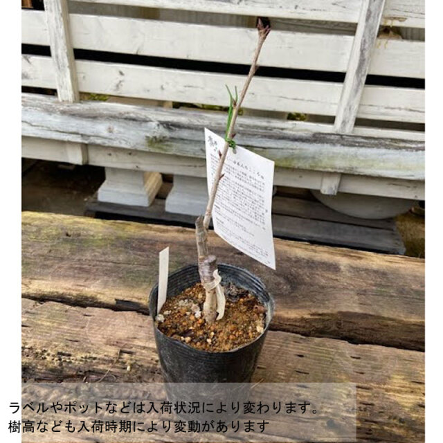 桜（サクラ・さくら）の苗木を販売【花育通販】高砂（タカサゴ）/南殿桜（ナデンザクラ）