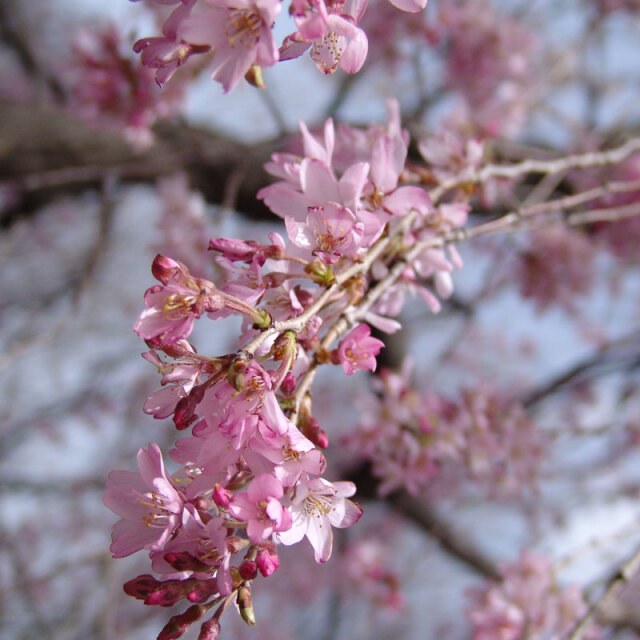 紅しだれ桜の苗木
