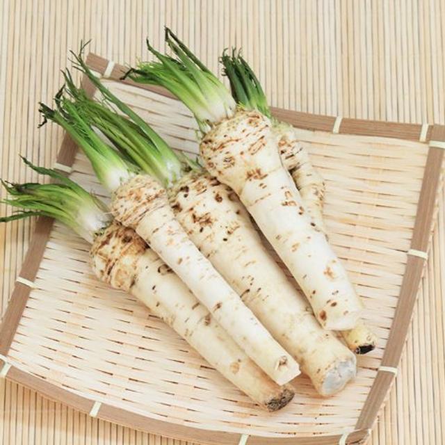 ホースラディッシュの苗 ヤマワサビ 西洋わさび