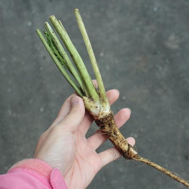 ホースラディッシュの苗 ヤマワサビ 西洋わさび