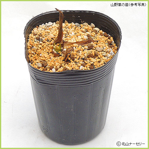 山野草・高山植物の販売店【花育通販】 大花エンレイソウの苗を販売