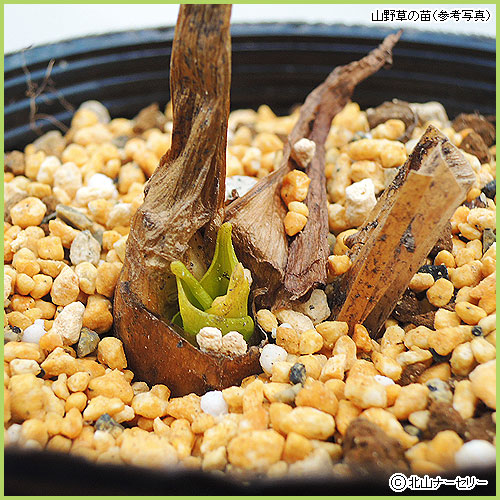 山野草・高山植物の苗の育て方