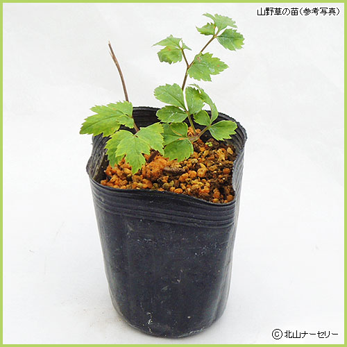 山野草・高山植物の販売店【花育通販】 レンゲショウマの苗を販売