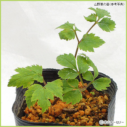 山野草・高山植物の販売店【花育通販】 レンゲショウマの苗を販売