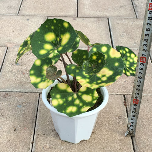 山野草・高山植物の販売店【花育通販】 星斑ツワブキ（石蕗）の苗を販売