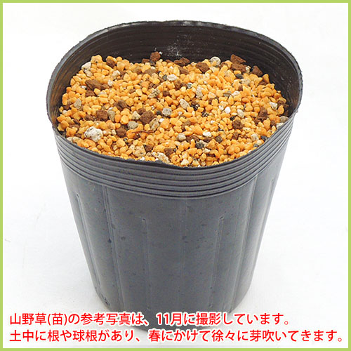 山野草・カキラン苗！画像の斑入り株お届けいたします！一株にて2芽です。ラン苗 四季の山野草（カキラン）