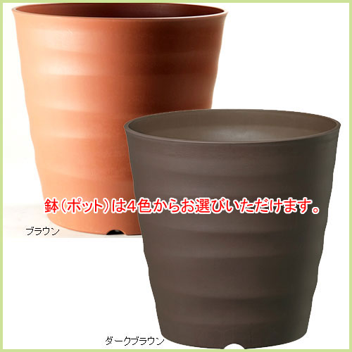 家庭菜園・ベランダ菜園での果樹栽培セットを販売