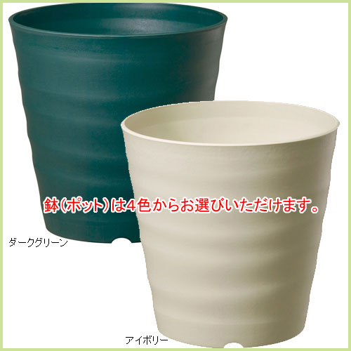 家庭菜園・ベランダ菜園での果樹栽培セットを販売