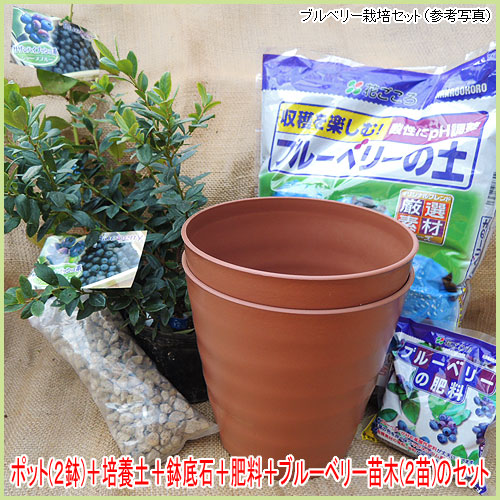 ブルーベリー苗3.5号ポット20本セット ブルーベリー苗3.5号ポット20本セット ブルーベリー 『 ラビットアイ系