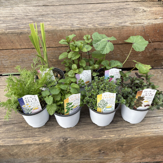 ハーブ（香草）の苗なら【花育通販】ティーハーブセットを販売