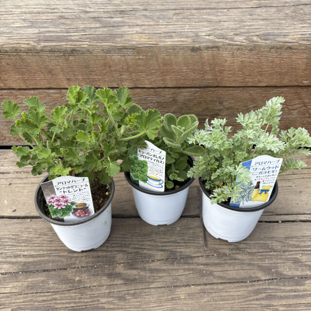 ハーブ（香草）の苗なら【花育通販】アロマハーブセットを販売