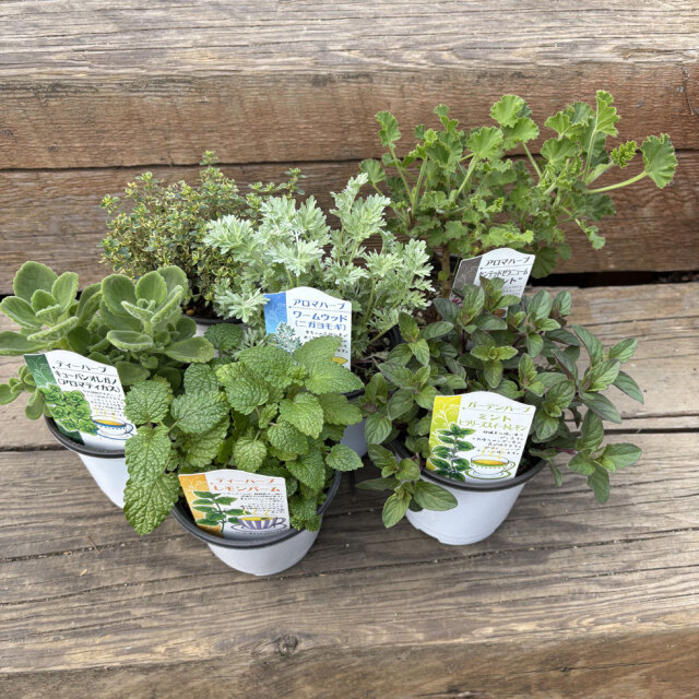 ハーブ（香草）の苗なら【花育通販】アロマハーブセットを販売