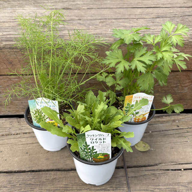 ハーブ(香草)の苗なら【花育通販】クッキングハーブセットを販売 ハーブ(香草)の苗なら【花育通販】クッキングハーブセットを販売