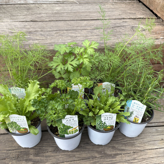 ハーブ（香草）の苗なら【花育通販】クッキングハーブセットを販売