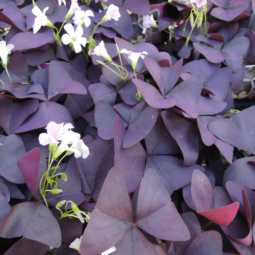 多年草（宿根草）の苗販売店「花育通販」オキザリス・紫の舞