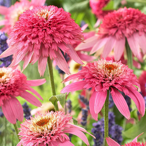 夏の宿根草 エキナセア ピンクダブルデライト の苗を販売 花育通販