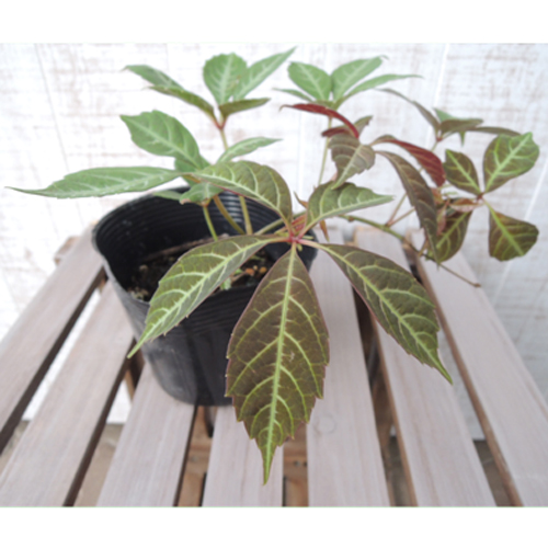 斑入り　ヘンリーズタ　ポット苗 斑入り ヘンリーズタ ポット苗