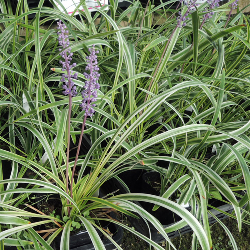 斑入りヤブランの苗【花育通販】多年草・宿根草の販売店