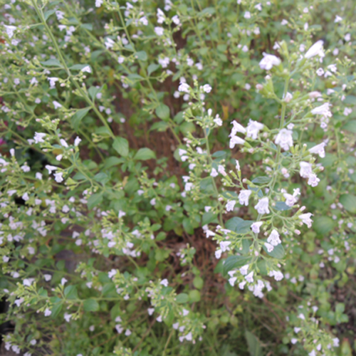 カラミンサ・ネペタの苗【花育通販】多年草・宿根草の販売店