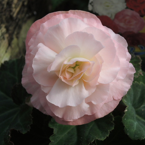 フォーチュンベゴニアの苗（ピンク）【花育通販】多年草・宿根草の販売店