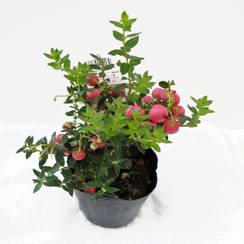 真珠の木（ペルネチア・ハッピーベリー）苗を販売【花育通販】