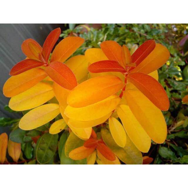 カラーリーフの販売店【花育通販】ヒペリカム・カリシナム・ゴールドフォームの苗を販売