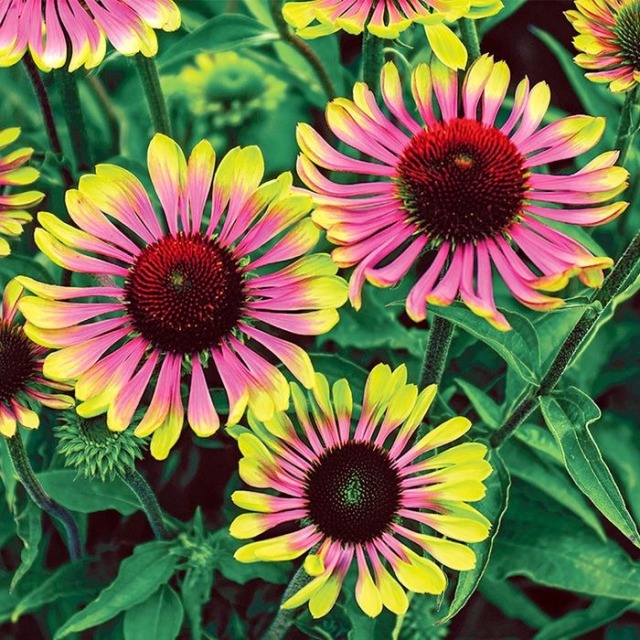 エキナセア・グリーンツイスター