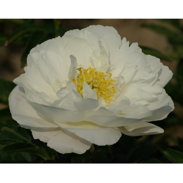 ミスアメリカ 多年草・宿根草の販売店【花育通販】 芍薬(シャクヤク) ミスアメリカの苗を販売