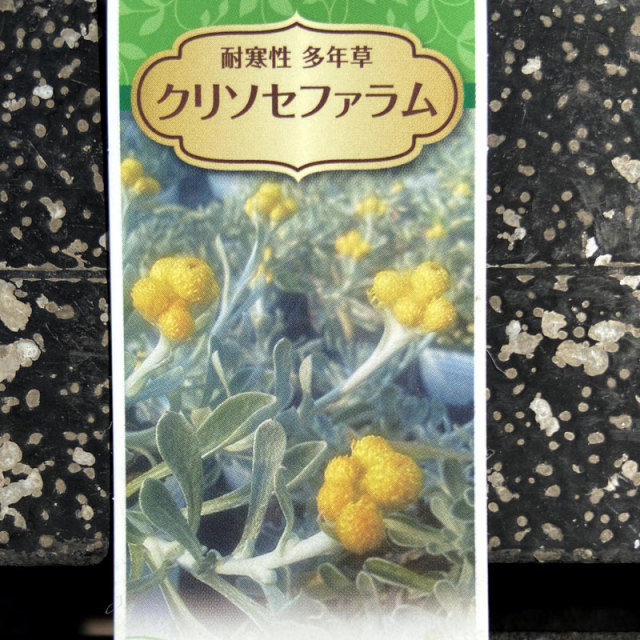 クリソセファラム」の苗を販売【花育通販】花苗の販売店